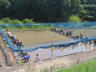 田植え終了