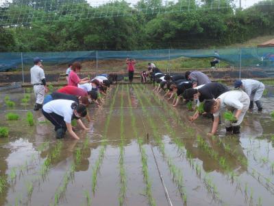 田植え