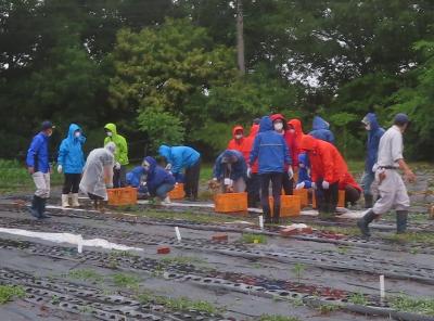 タマネギ収穫