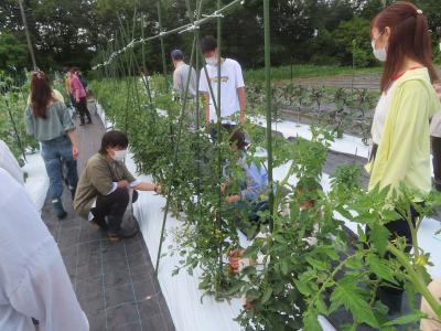 野菜の収穫