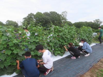 野菜