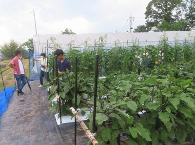 野菜収穫