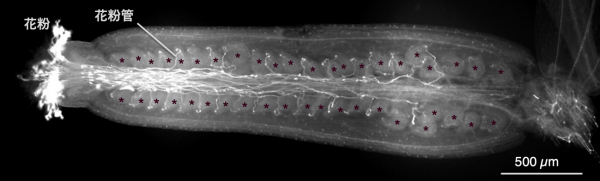 植物の受精