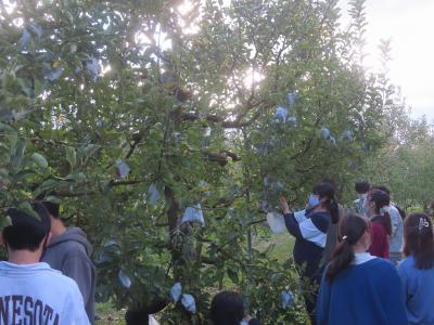 リンゴ収穫