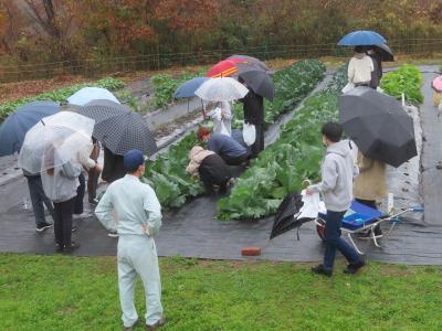 野菜収穫