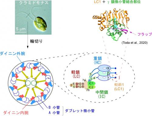 図１　繊毛とダイニンの構造