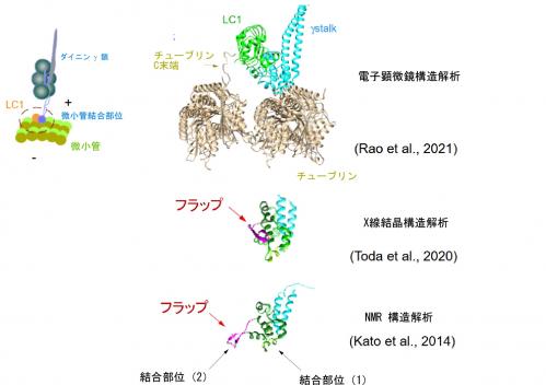 図２　ダイニンと軽鎖LC1の結合