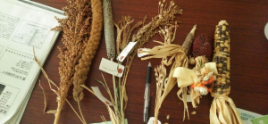 雑穀類遺伝資源