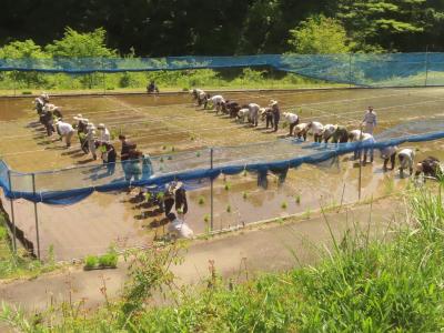 田植え2