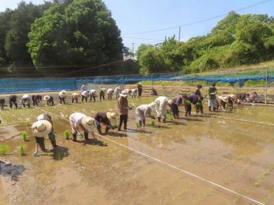 田植え3