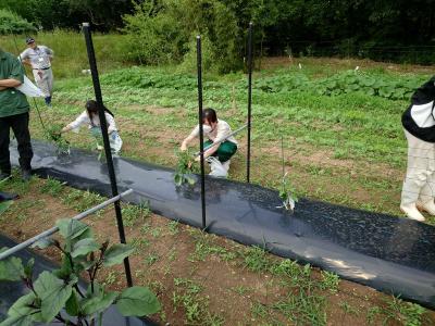 野菜管理