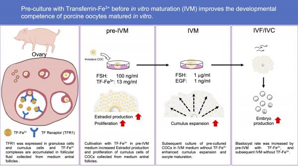 Graphical abstract