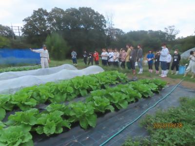 野菜収穫