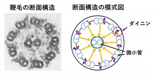 図２　鞭毛の構造（9+2構造）