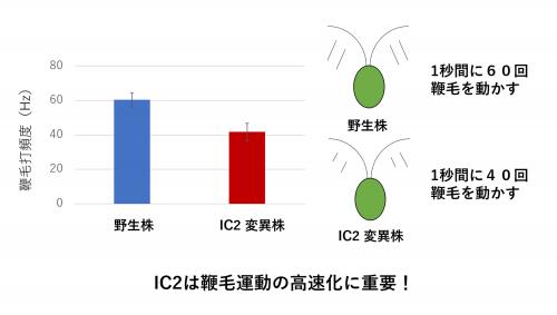 図４　変異株の運動