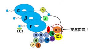 図３　ダイニン分子