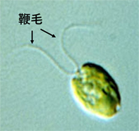 図１　クラミドモナス