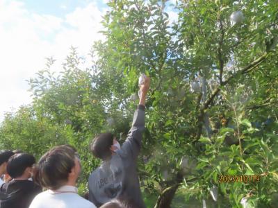 リンゴ　王林収穫