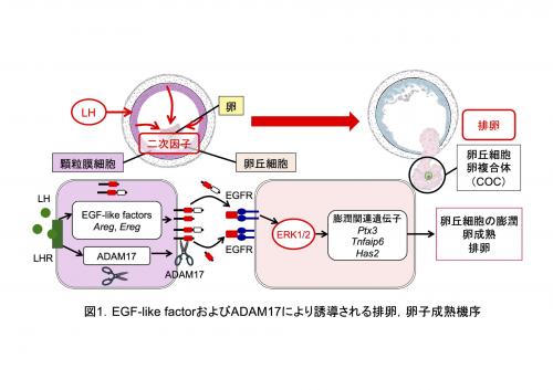 Fig.1