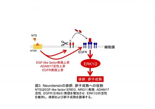 Fig.3