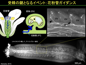 金岡プレゼンテーション