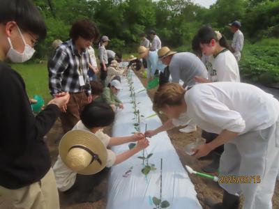 果菜苗の追加定植