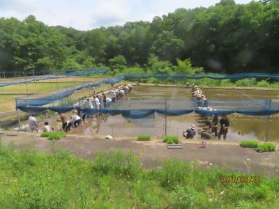 田植2