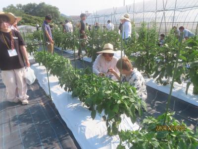 野菜２