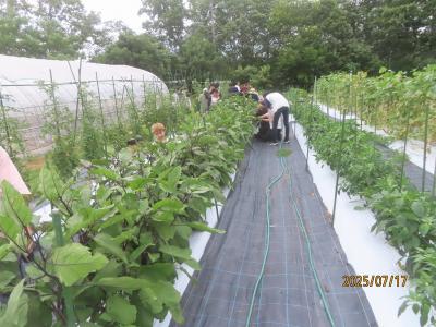 野菜