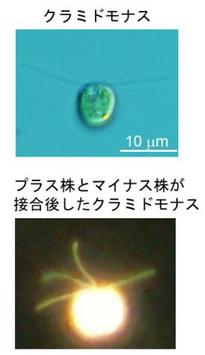 クラミドモナスの接合の観察