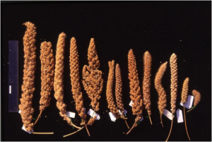 アワの穂の多様性