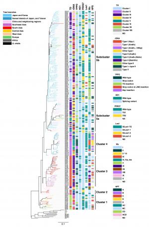 アワ品種の系統樹（本論文）