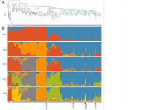 集団遺伝構造解析（本論文）