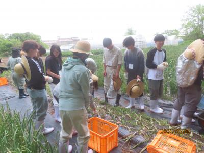 野菜３