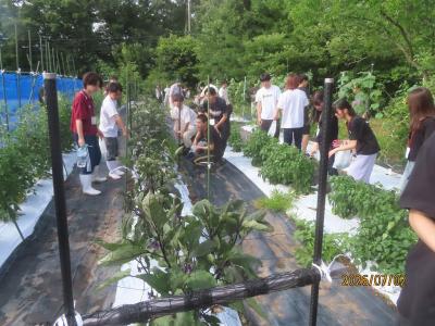 野菜
