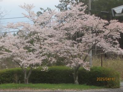 桜