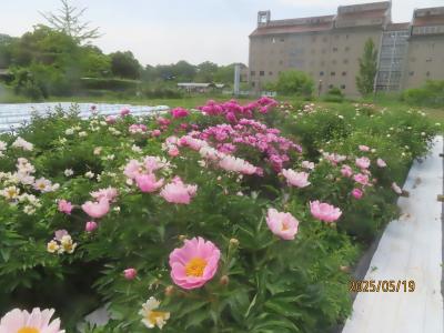 シャクヤク