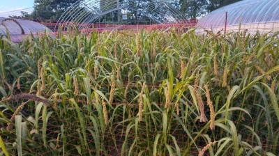 農場で栽培しているアワ